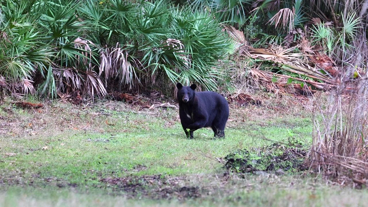 FWC expands bear hunt, increasing number of permits available