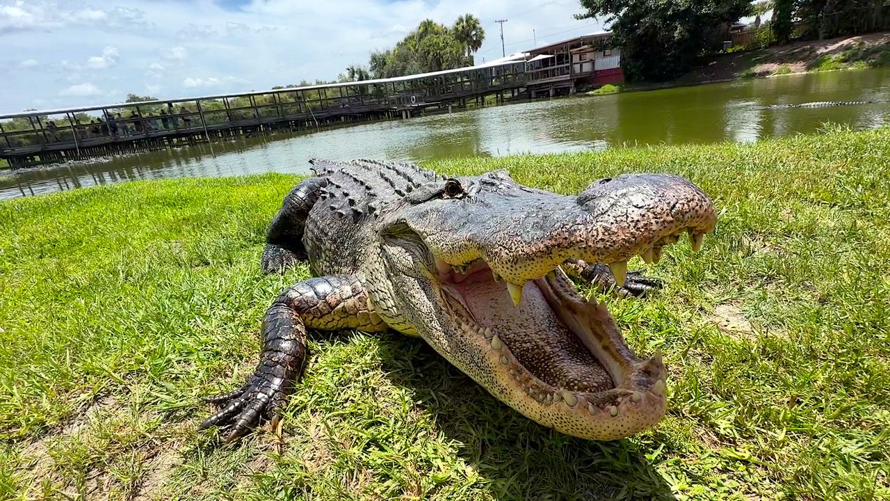 Gatorama brings guests face-to-face with Florida's apex predator