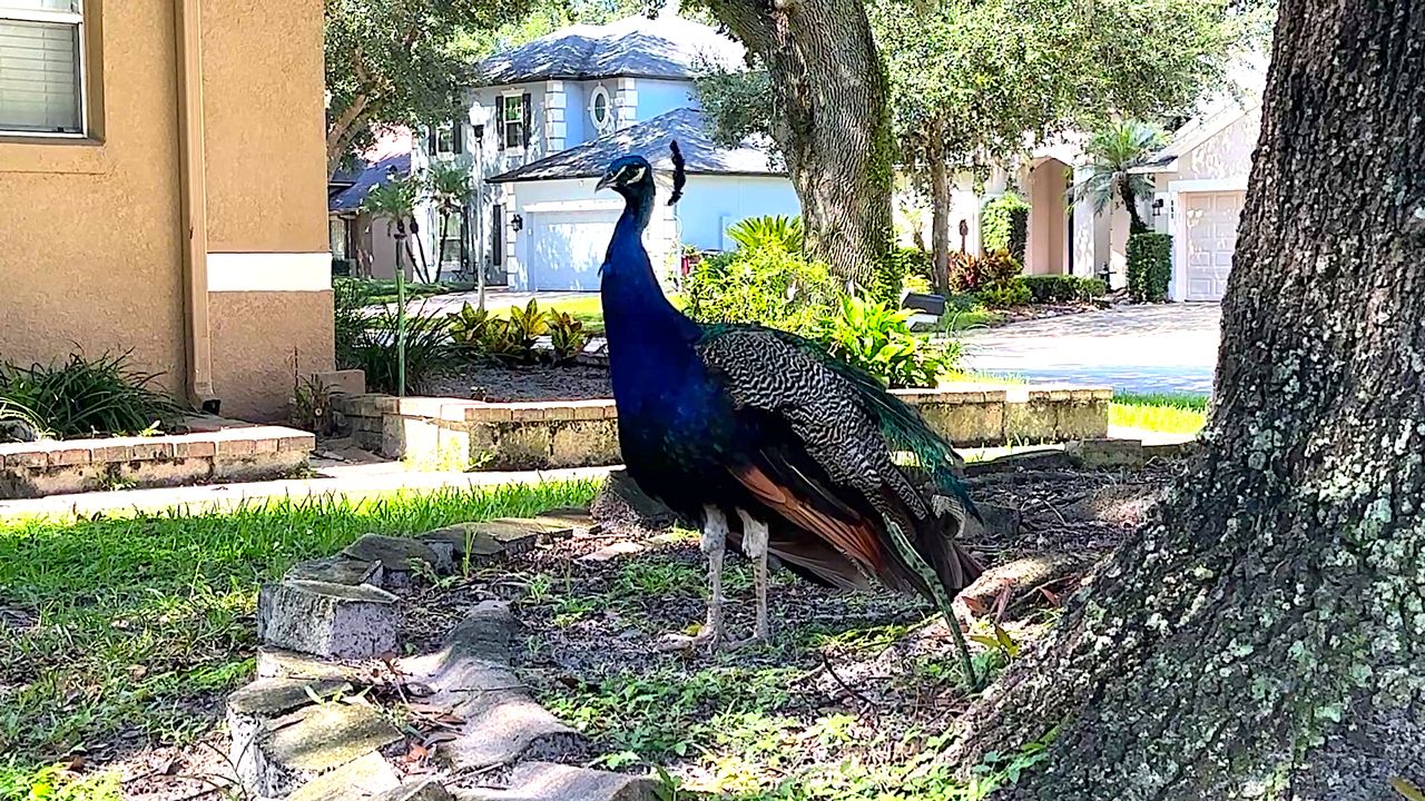 Casselberry residents say protected peacocks have become a growing nuisance