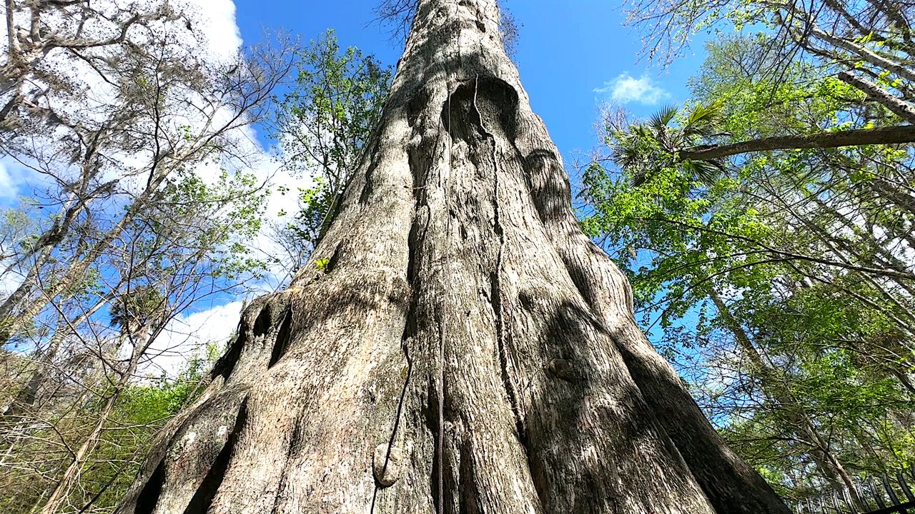 Big Tree Park in Longwood keeps ‘The Senator’ legacy alive