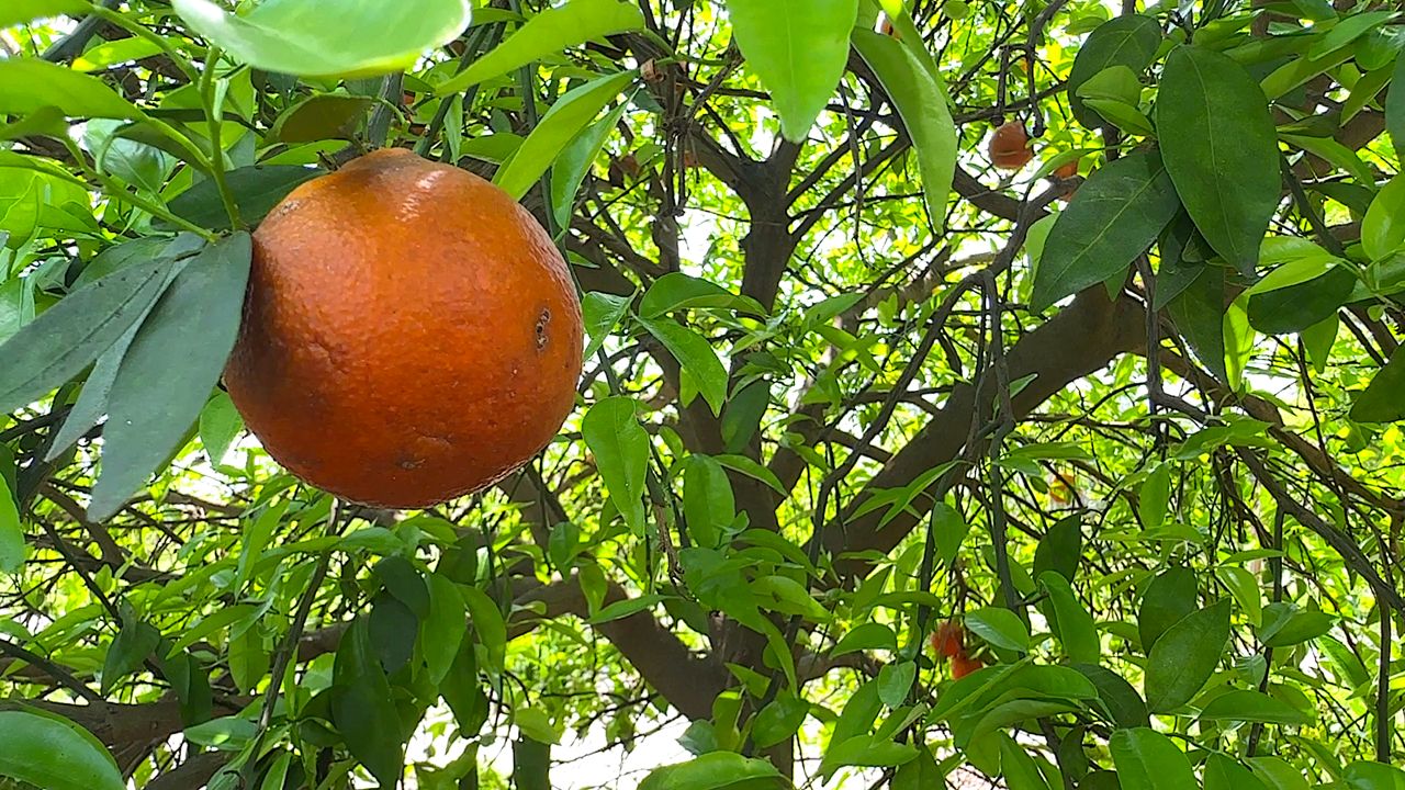 Florida triples its fresh fruit marketing as part of citrus revival effort
