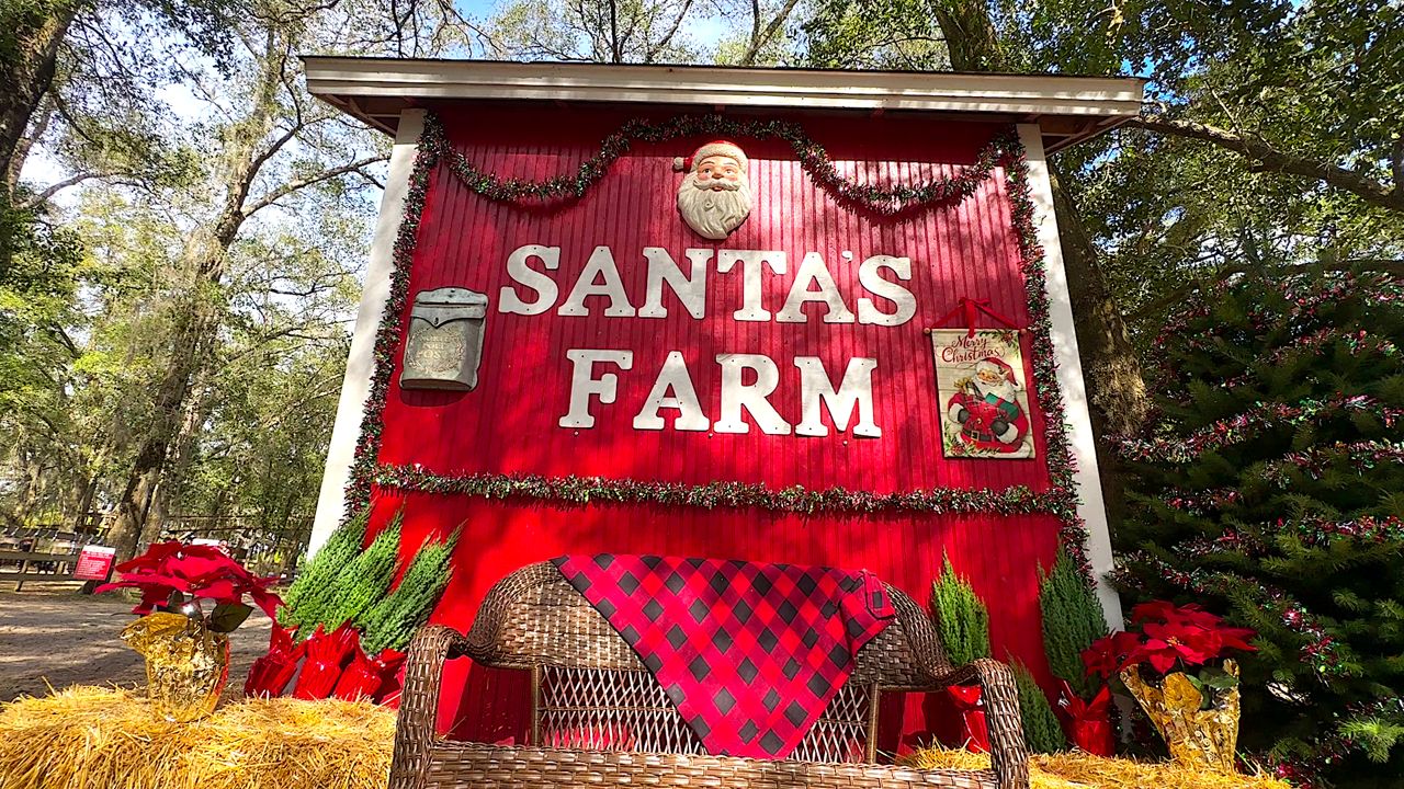 Florida family farm cut-your-own Christmas trees