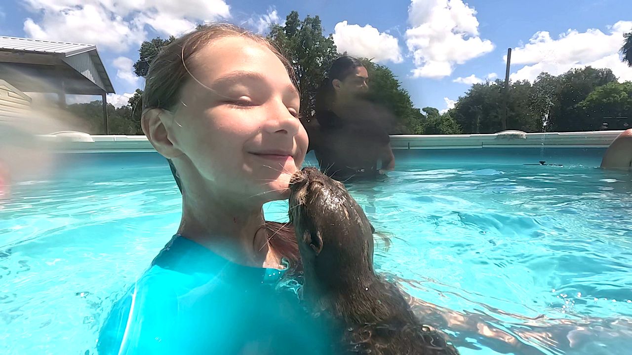 Otters, penguins and plenty of splash: Chase Sanctuary offers one-of-a-kind swim encounters