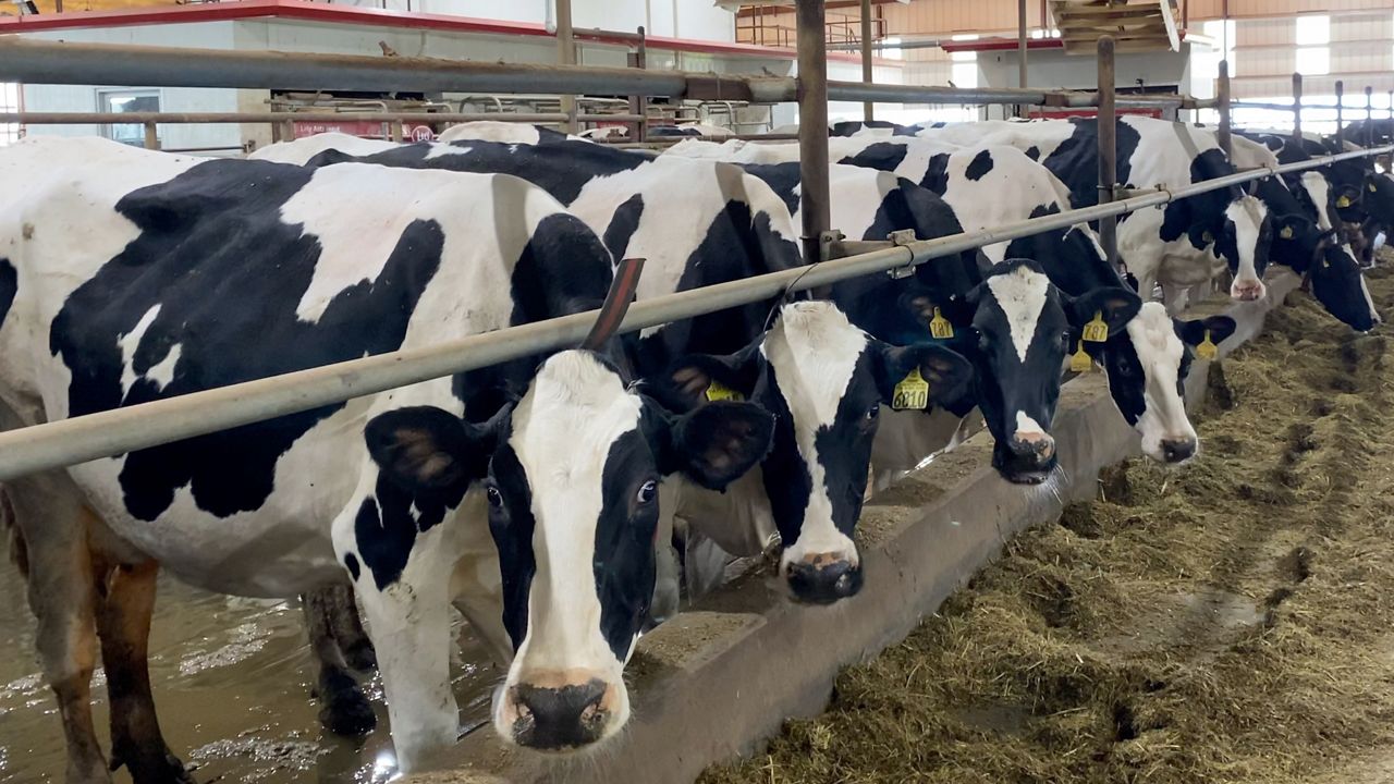 PIC 3 THRIVING TEXAS DAIRY INDUSTRY