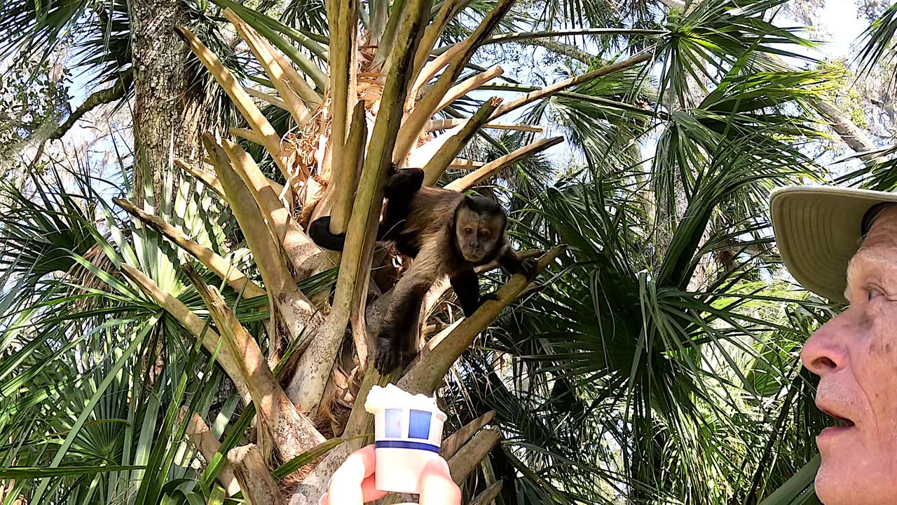 Monkeys roam free high up n the trees