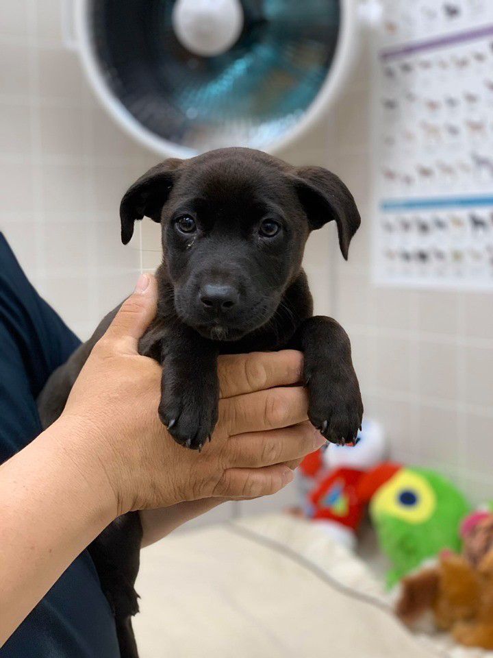 Cali, a 3 month female lab puppy, is sweet, playful, loves her toys. She is great with all dogs and loves to lay on your lap and cuddle.