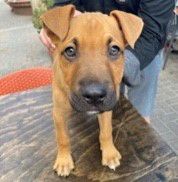 Bear is a 3 month male Black Mouth Cur puppy. He is a playful and energetic social butterfly, who loves playing with toys and balls as much as he loves all dogs and people. 