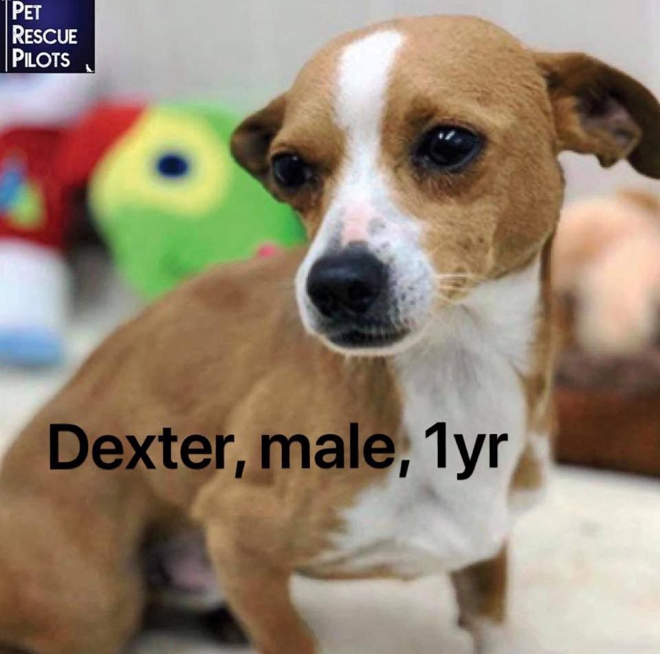 Dexter, a 1 year old male pup, is sweet, friendly, and very playful.