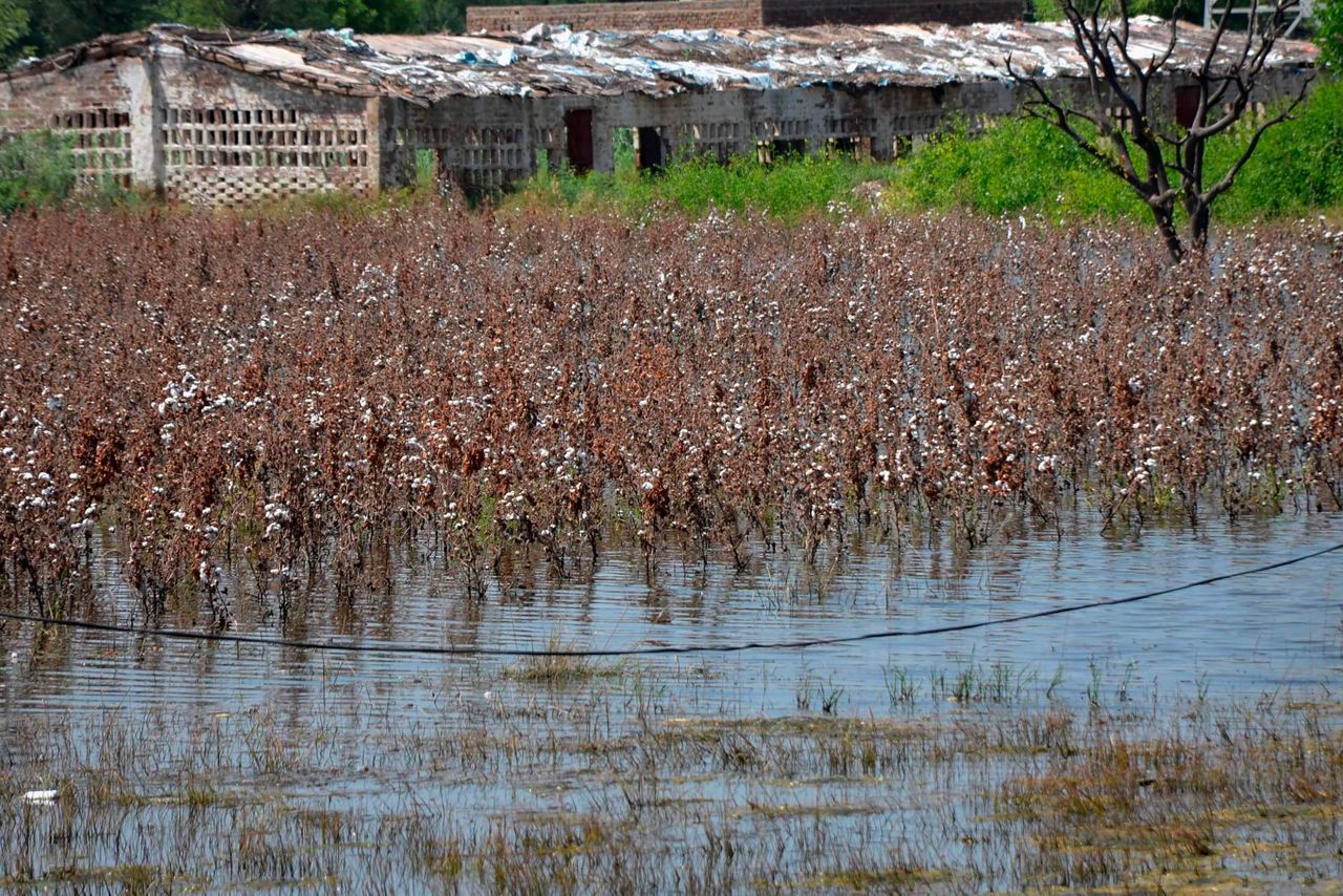 Pakistan Floods Raise Fears Of Hunger After Crops Wrecked