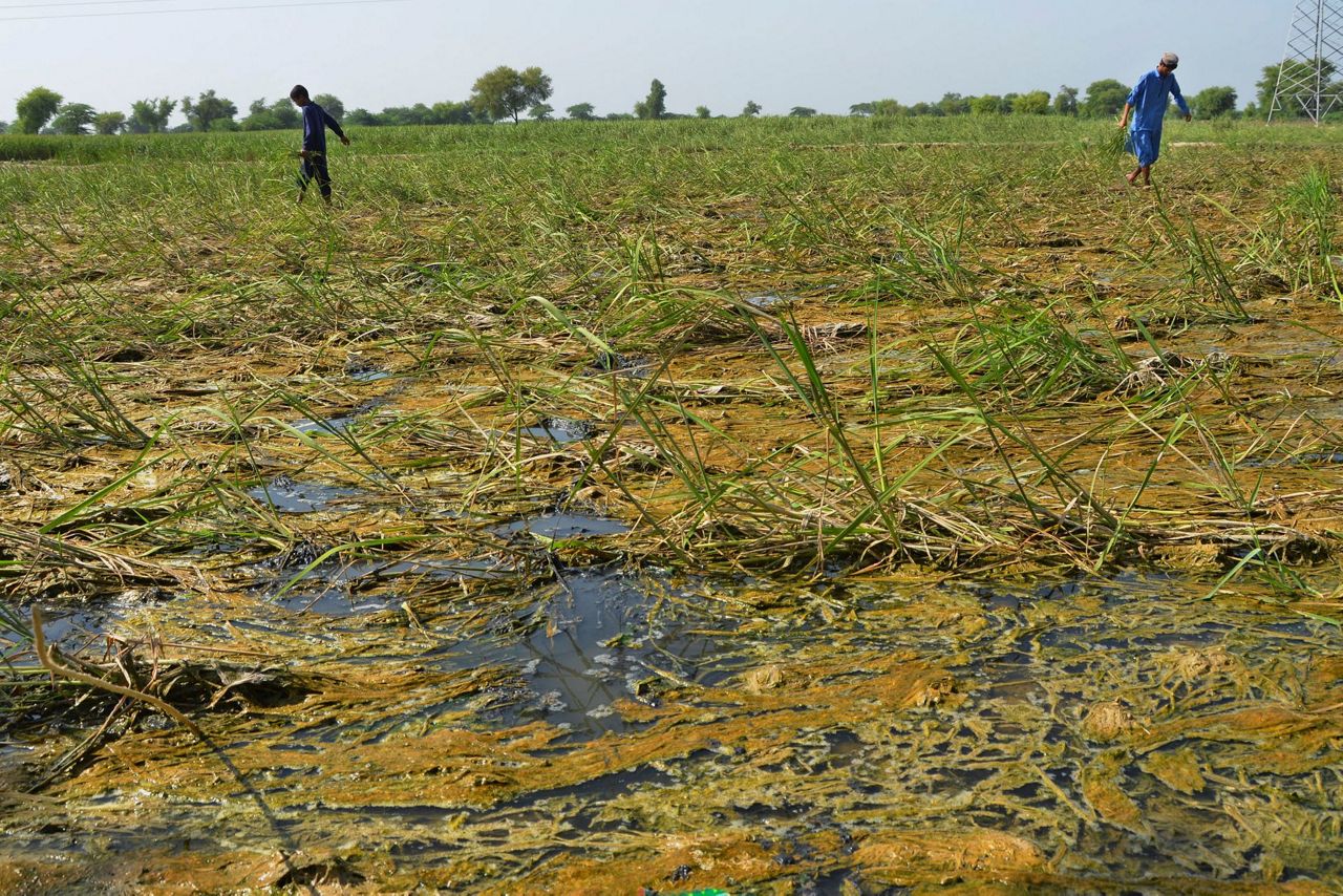 Pakistan Floods Raise Fears Of Hunger After Crops Wrecked