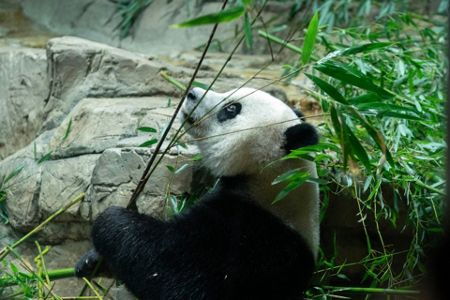 Skinny Panda in Xi'an prompts welfare concerns - China Plus