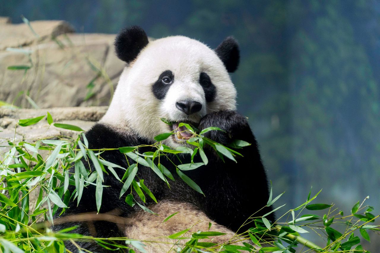Panda Diplomacy The departure of DCs beloved pandas may signal a wider Chinese pullback