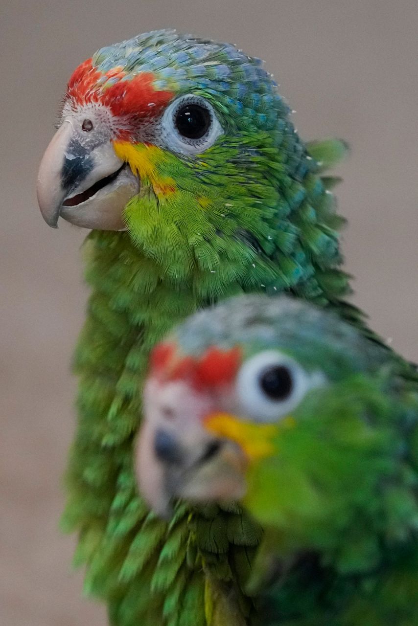 Chirping sounds lead airport officials to bag filled with smuggled ...