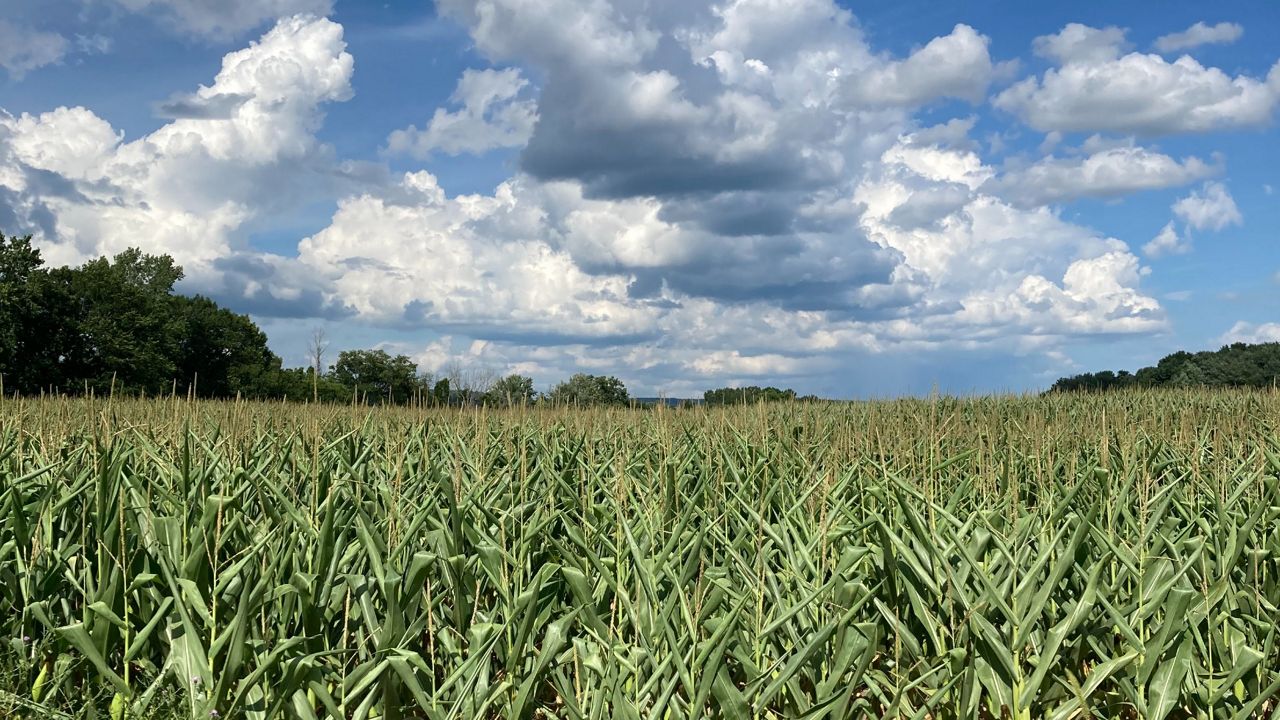 Corn field