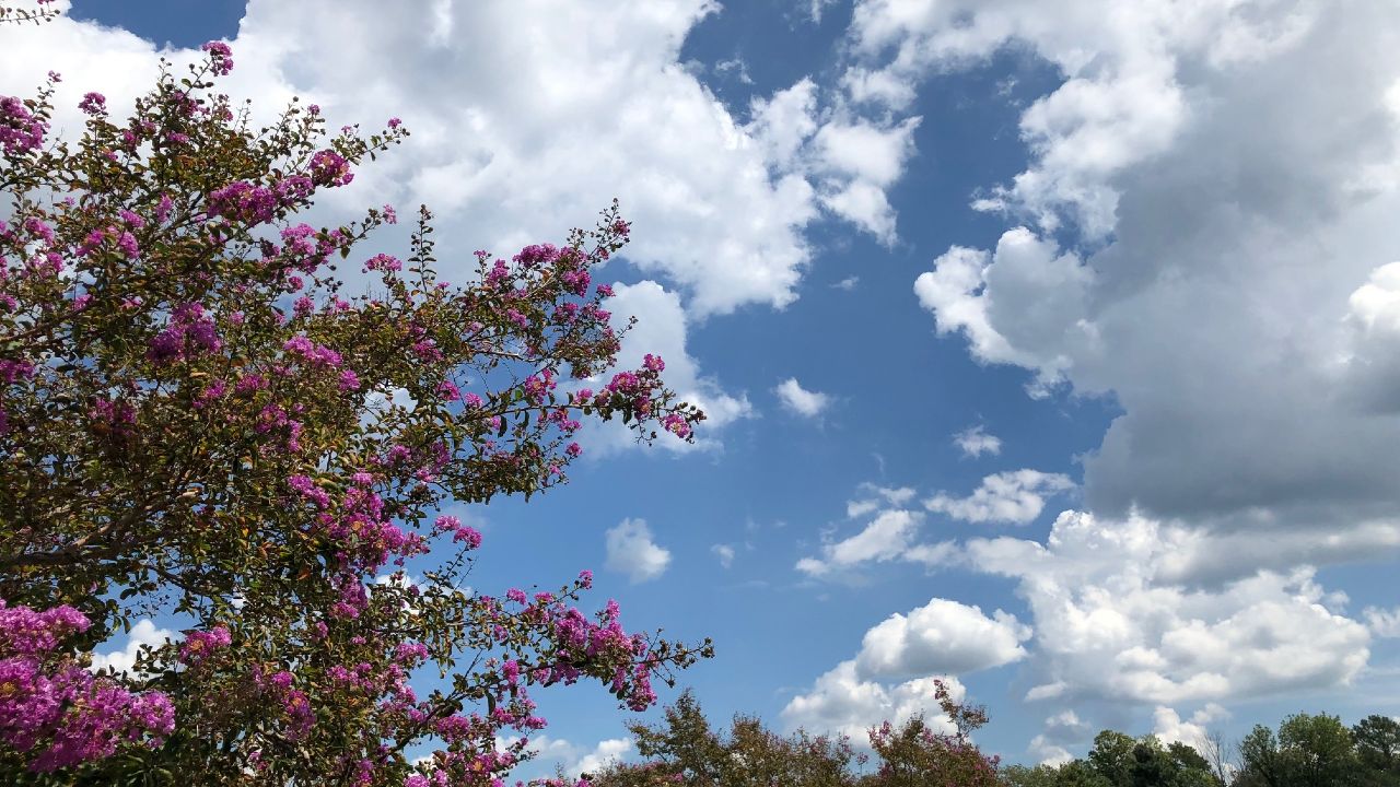 Texas Weather