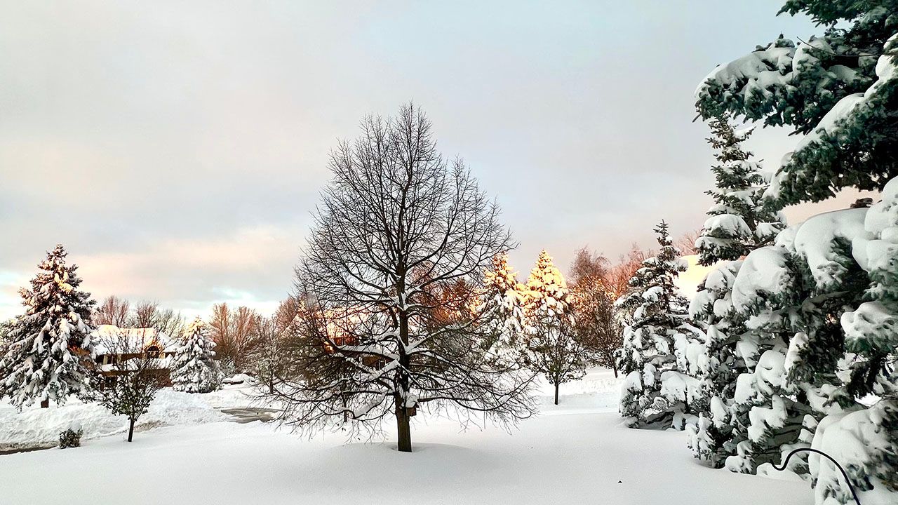 Lone Tree In The Snow In Upstate New York Background, Winter