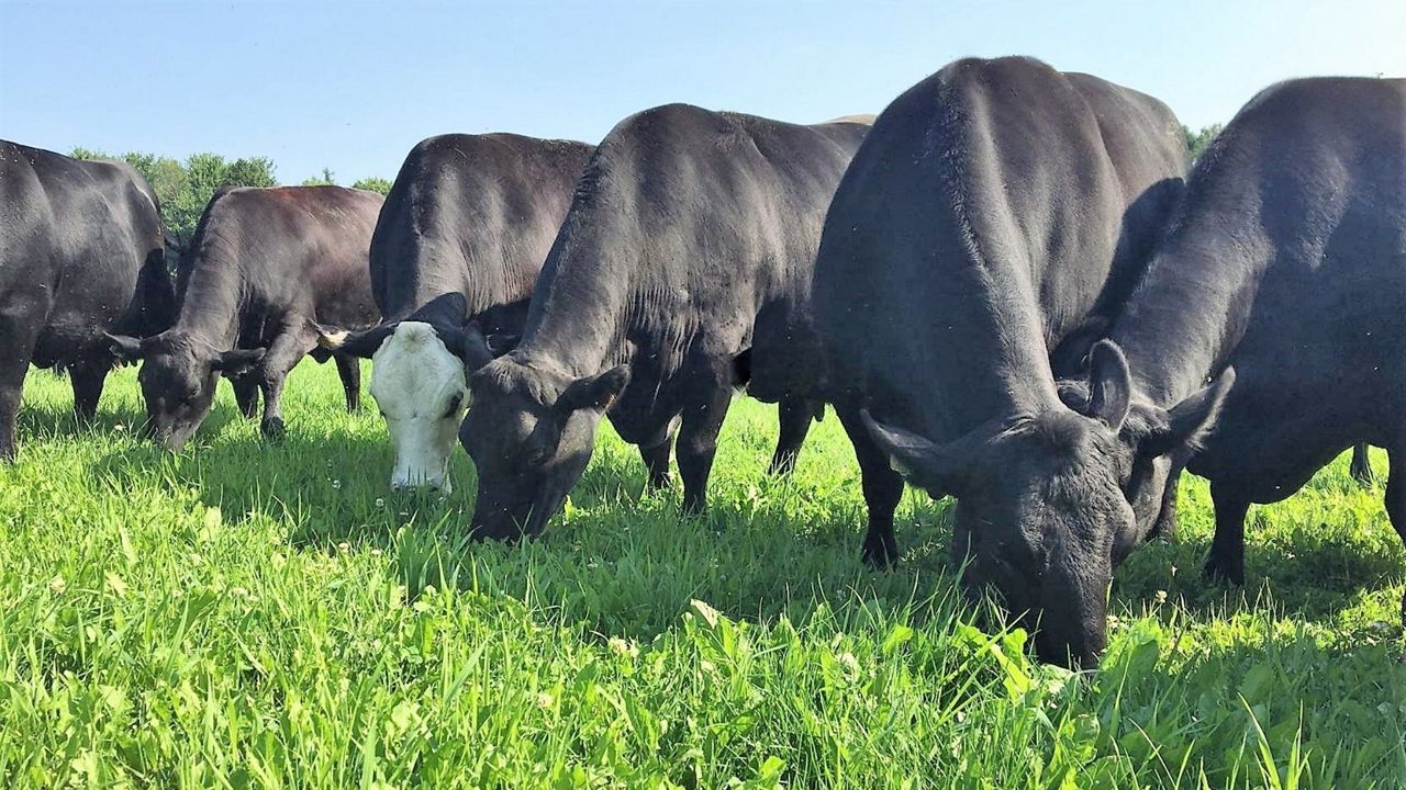 Just as the pandemic was taking off, Caldwell Family Farm, in Turner, lost a large beef customer. They thought the farm might go out of business. Instead, local demand made up the difference. Photo courtesy Caldwell Family Farm.
