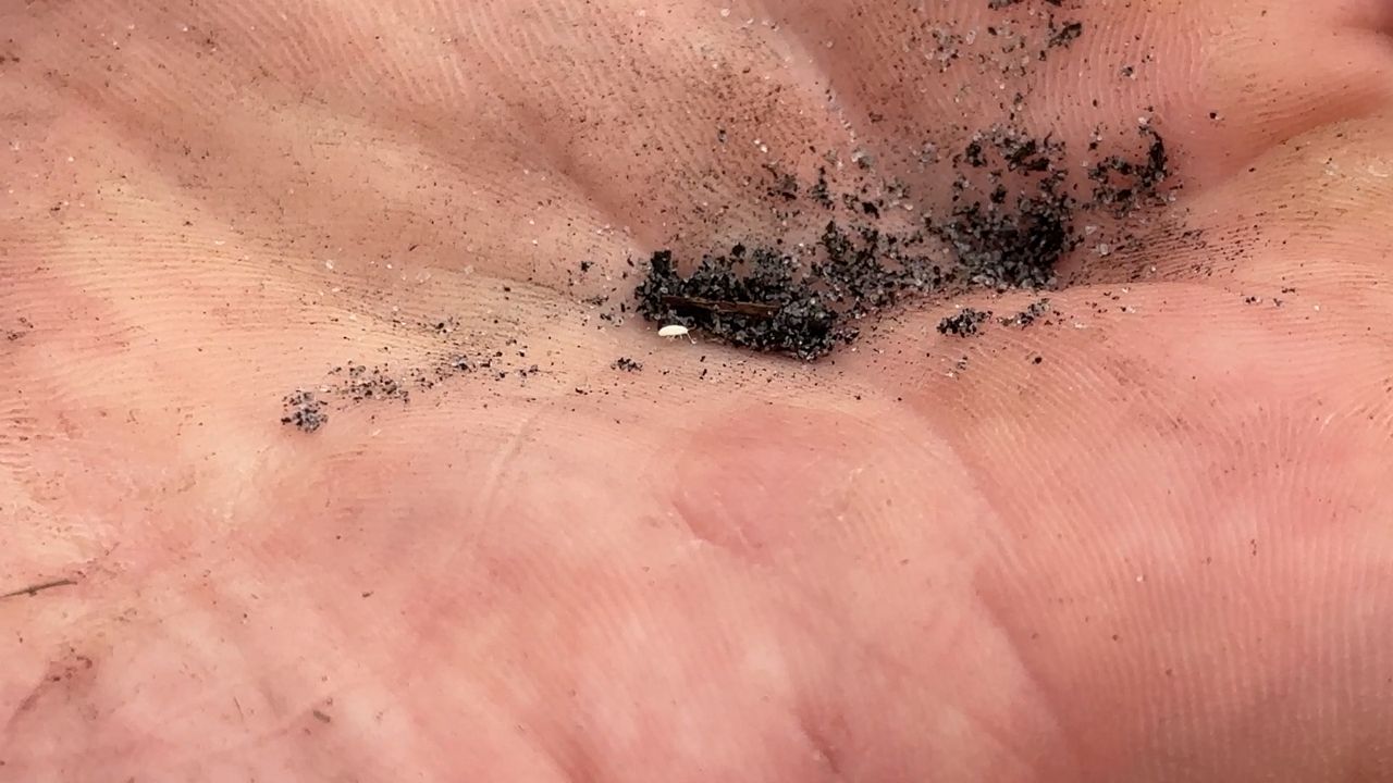 Invasive insect spreads across Florida raising concerns for cattle farmers