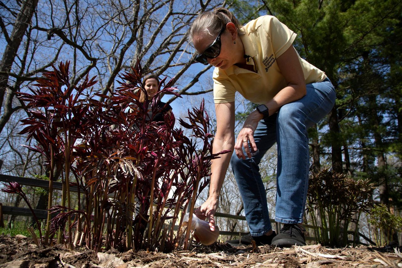 Michigan profs push 'pee for peonies' urine diversion plan