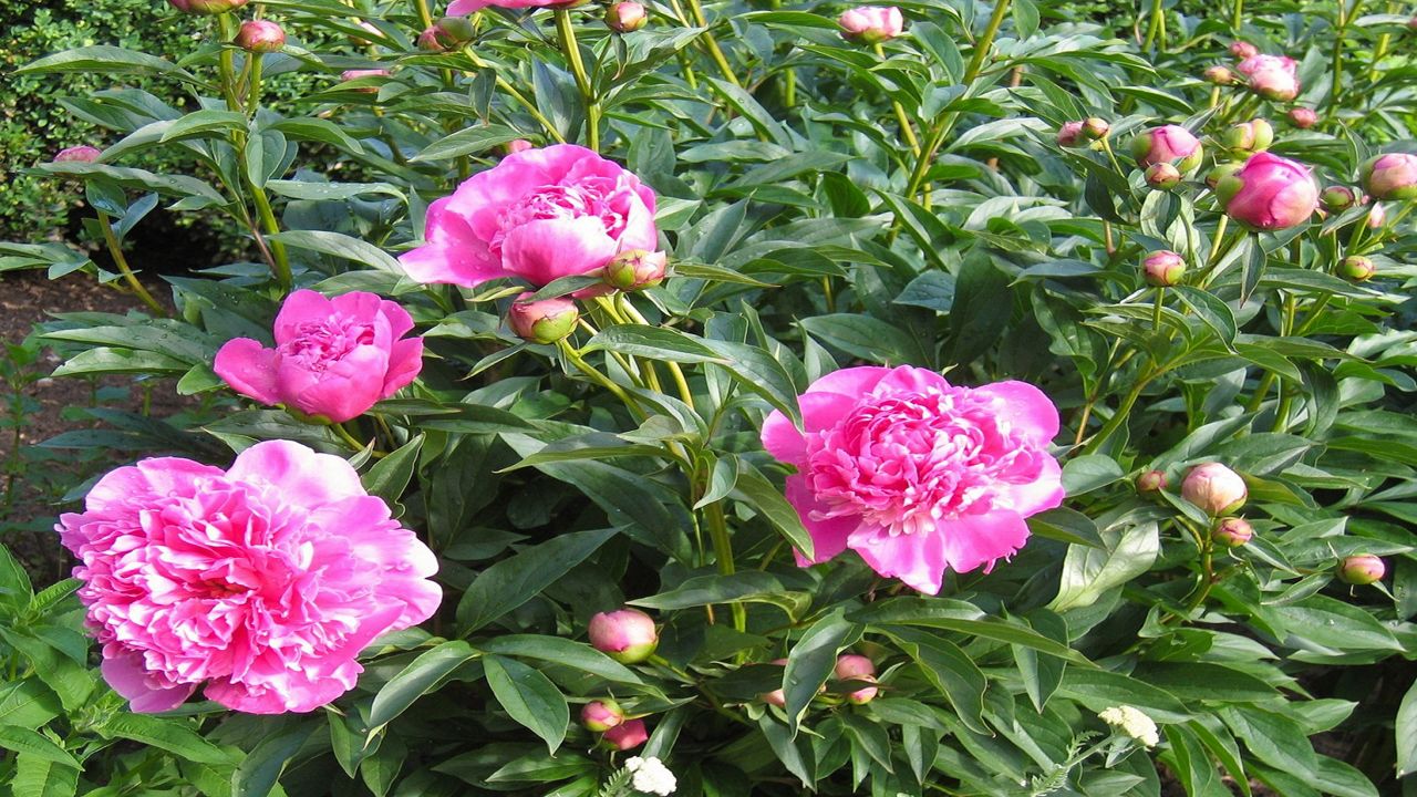 Plenty of peonies to plant and photograph