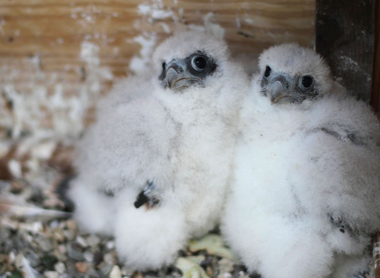 UC Berkeley wants help naming 3 fluffy peregrine chicks