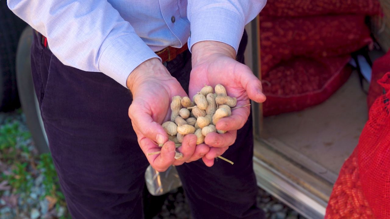 Georgia researchers aim to engineer more resilient peanuts as new challenges threaten crop