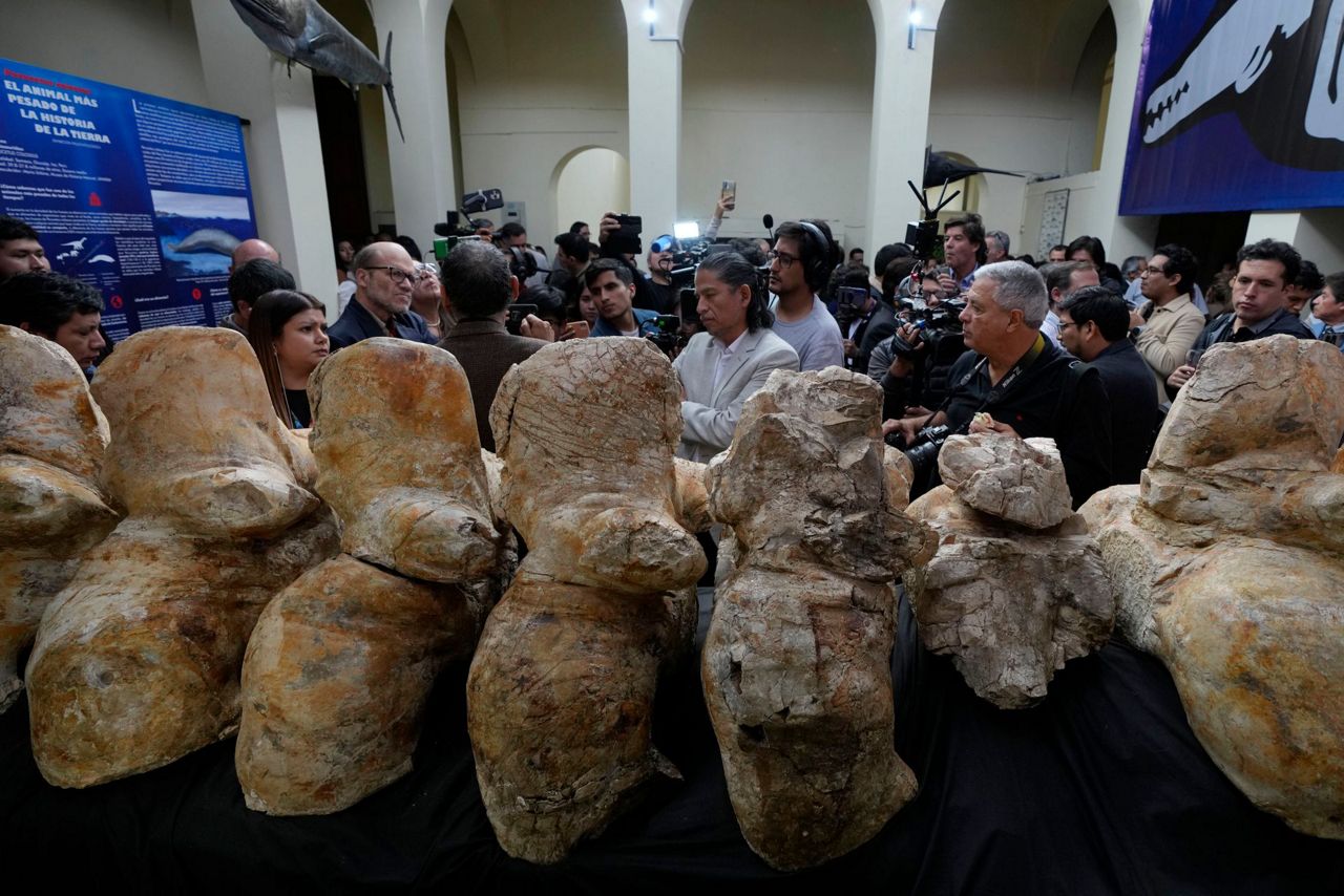The heaviest animal ever may be this ancient whale found in the ...