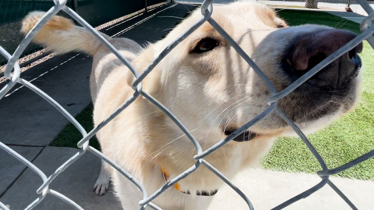 Petco shelter sales