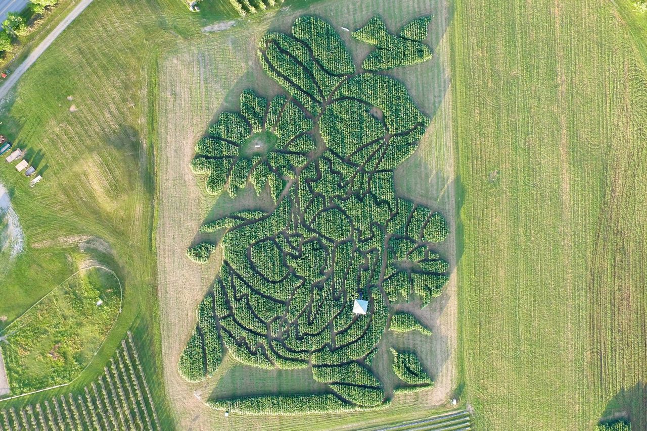 Treworgy Family Orchards won the top spot in a national corn maze competition for the third year in a row. (Treworgy Family Orchards photo)