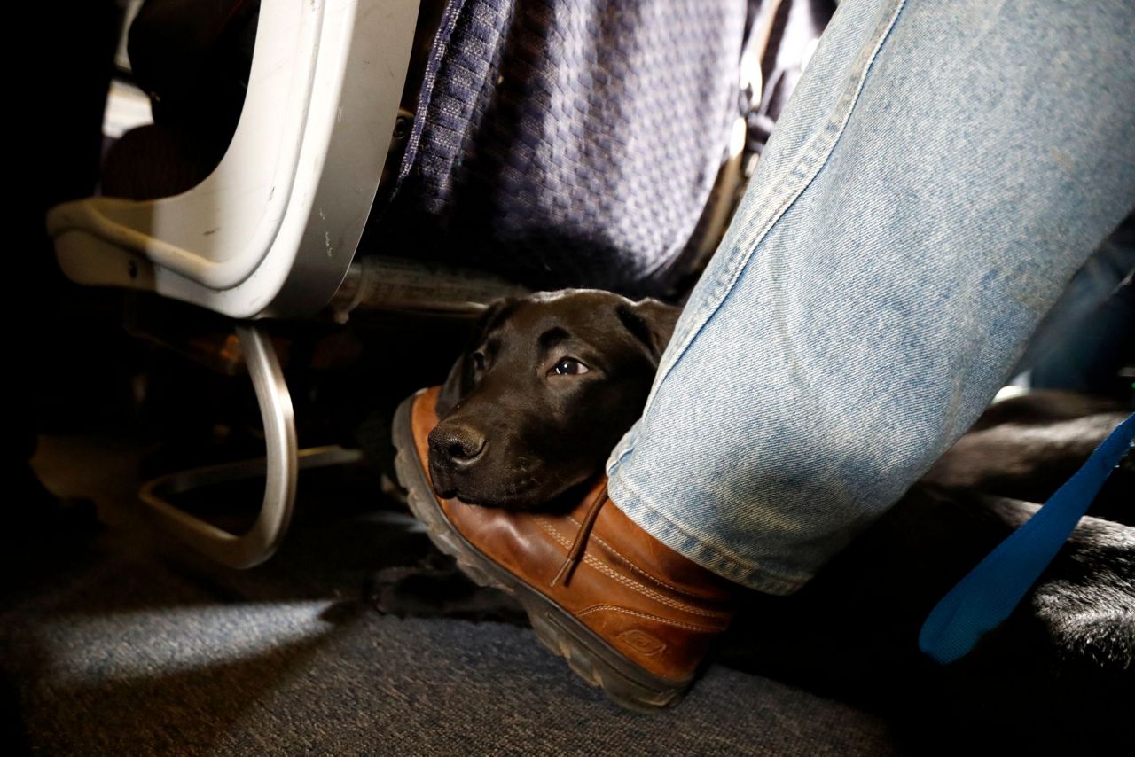 American airlines hot sale for pets