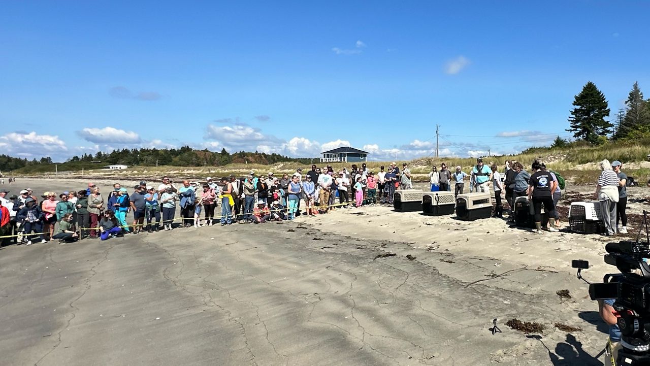 A crowd watches as Marine Mammals of Maine prepares to release five harbor seals back into the wild on Head Beach in Phippsburg Tuesday. (Spectrum News/Sean Murphy)