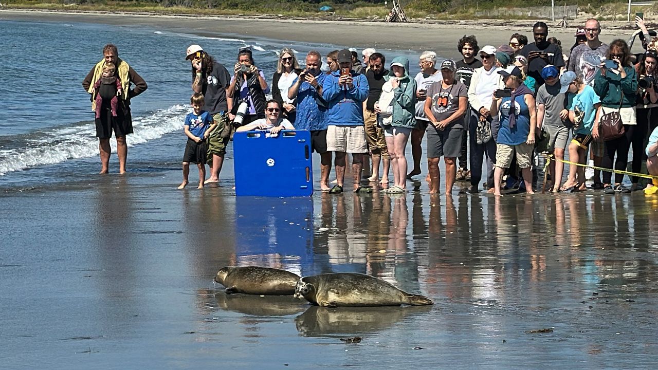 Two of the five seals released by Marine Mammals of Maine on Head Beach in Phippsburg Tuesday approach the water as a crowd watches. (Spectrum News/Sean Murphy)