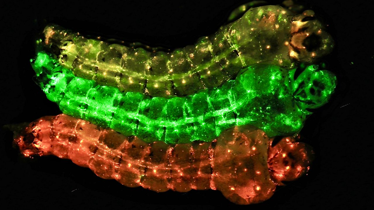 New method could ge­net­i­cally block mos­quitoes from trans­mitting malaria