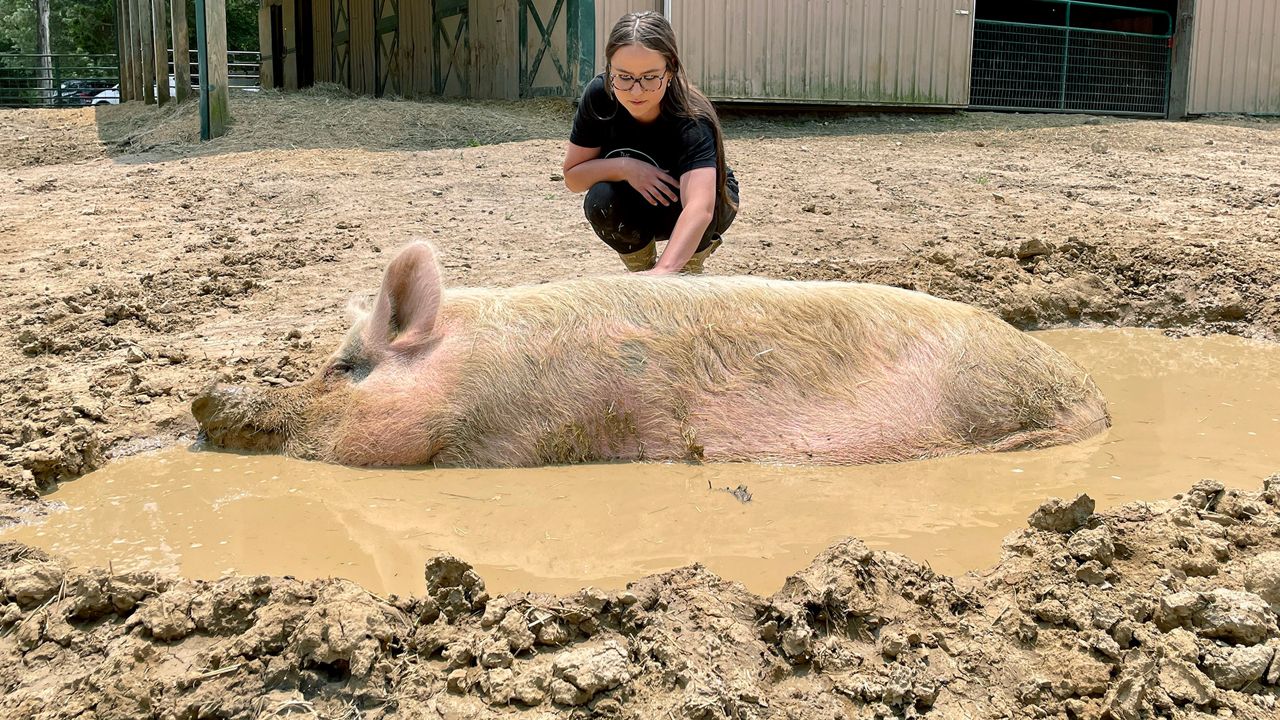 The Gentle Barn has closed its farm in Dittmer, citing extreme weather and a decrease in financial support. The animals will be moved to the nonprofit's other sanctuaries. (Spectrum News/Elizabeth Barmeier)