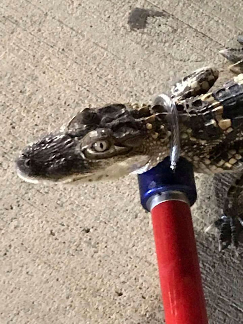 Pittsburgh marks its 4th alligator sighting since May