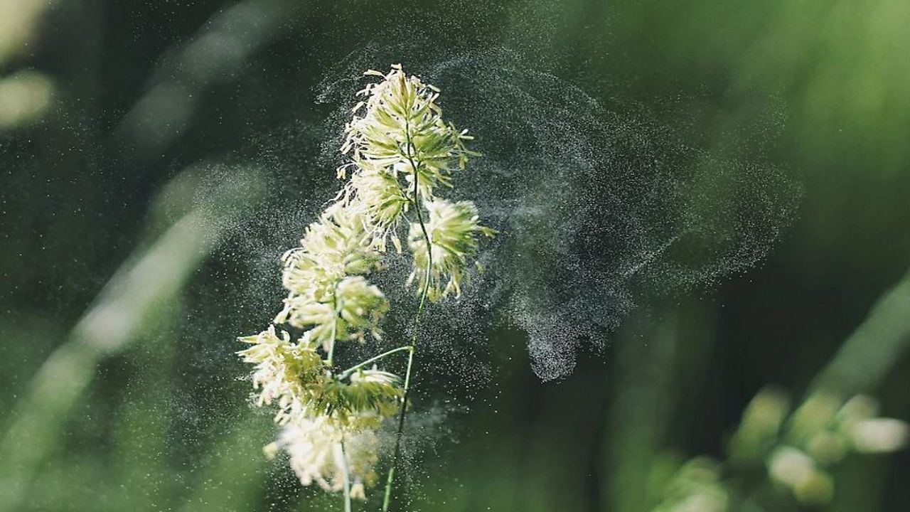Pollen Blowing in the Wind