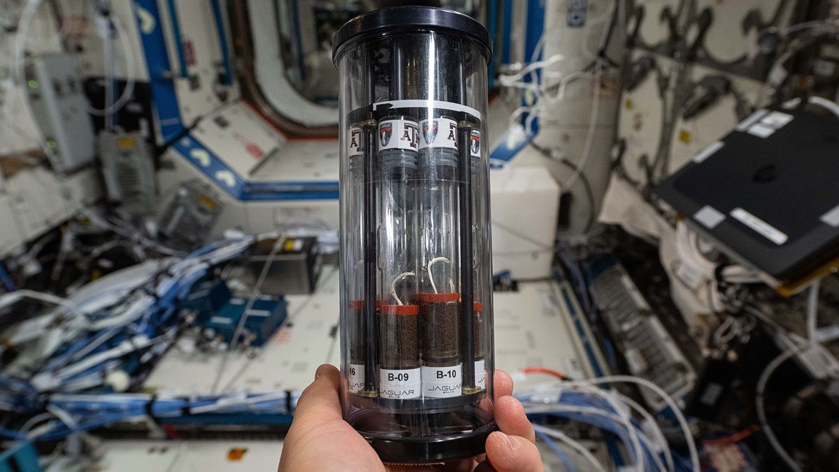 Texas A&M researchers explore farming on Martian soil