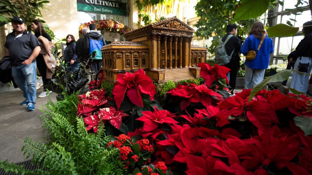¿Poinsettia? ¿Nochebuena?
