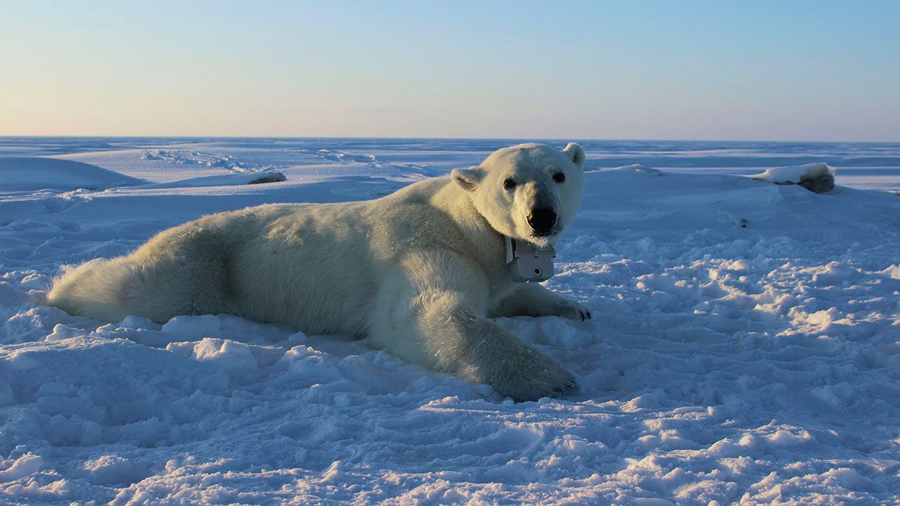 Arktisen jään menettäminen vaikuttaa ihmisiin ympäri maailmaa