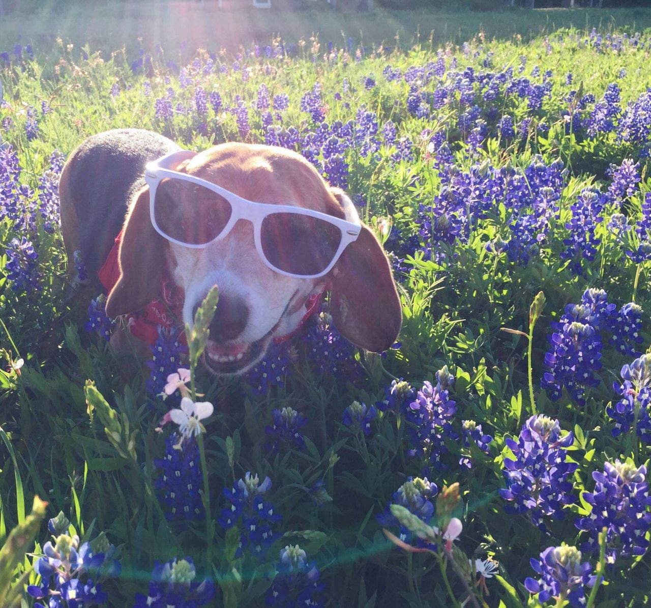 beagle Pongo in bluebonnets
