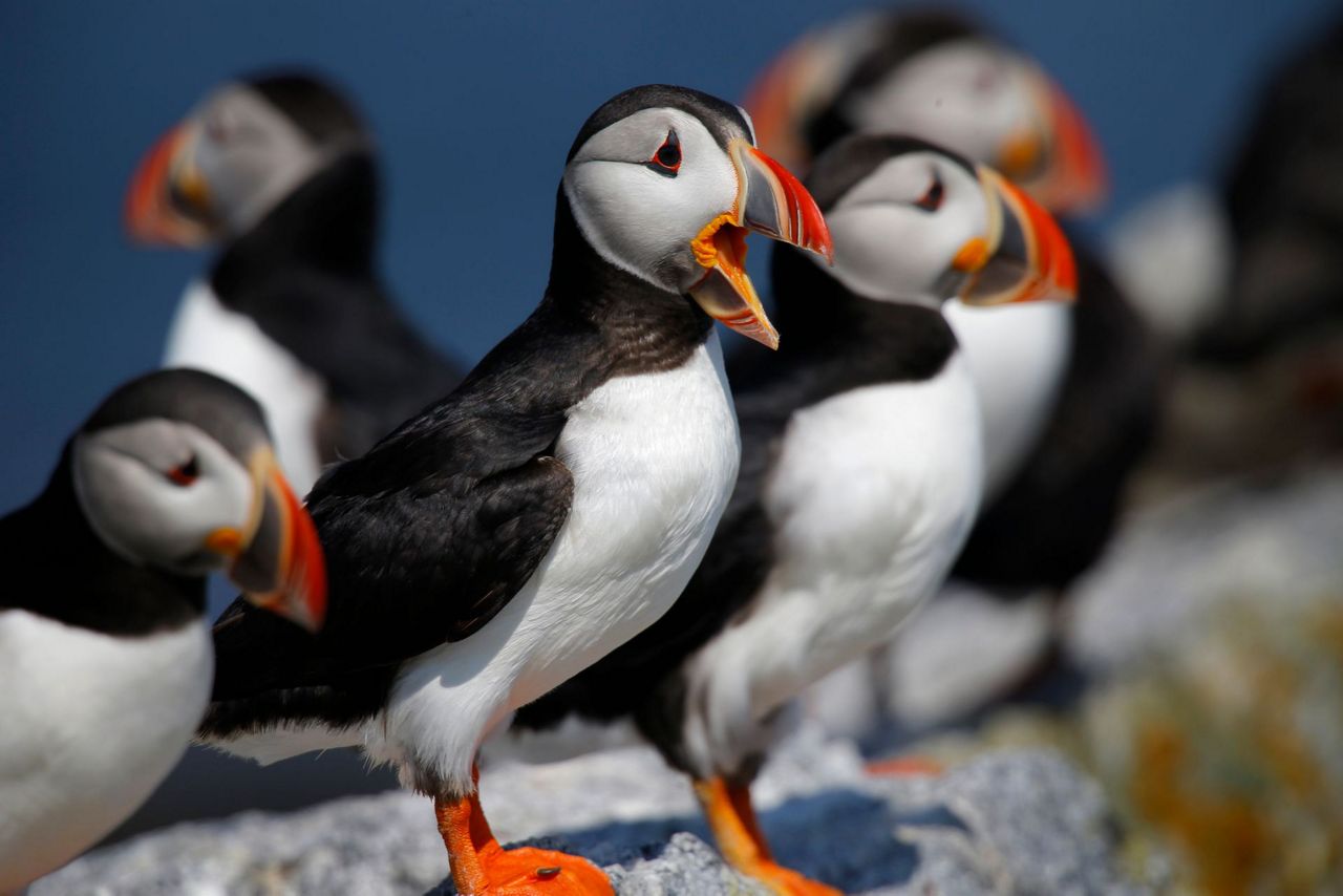cuddly puffin
