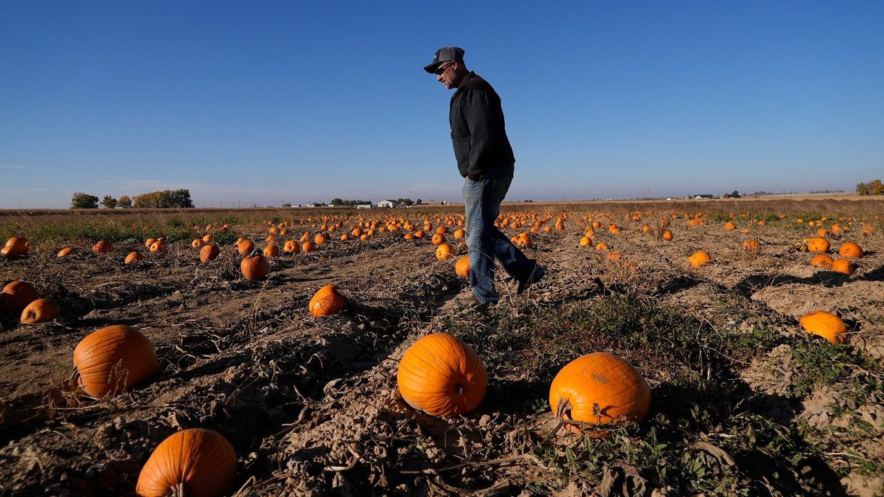 Alan Mazzotti walks through one of his pumpkin fields Oct. 26, 2023, in Hudson, Colo. For some pumpkin growers in states like Texas, New Mexico and Colorado, this year's pumpkin crop was a reminder of the water challenges hitting agriculture across the Southwest and West as human-caused climate change exacerbates drought and heat extremes. (AP Photo/Brittany Peterson)