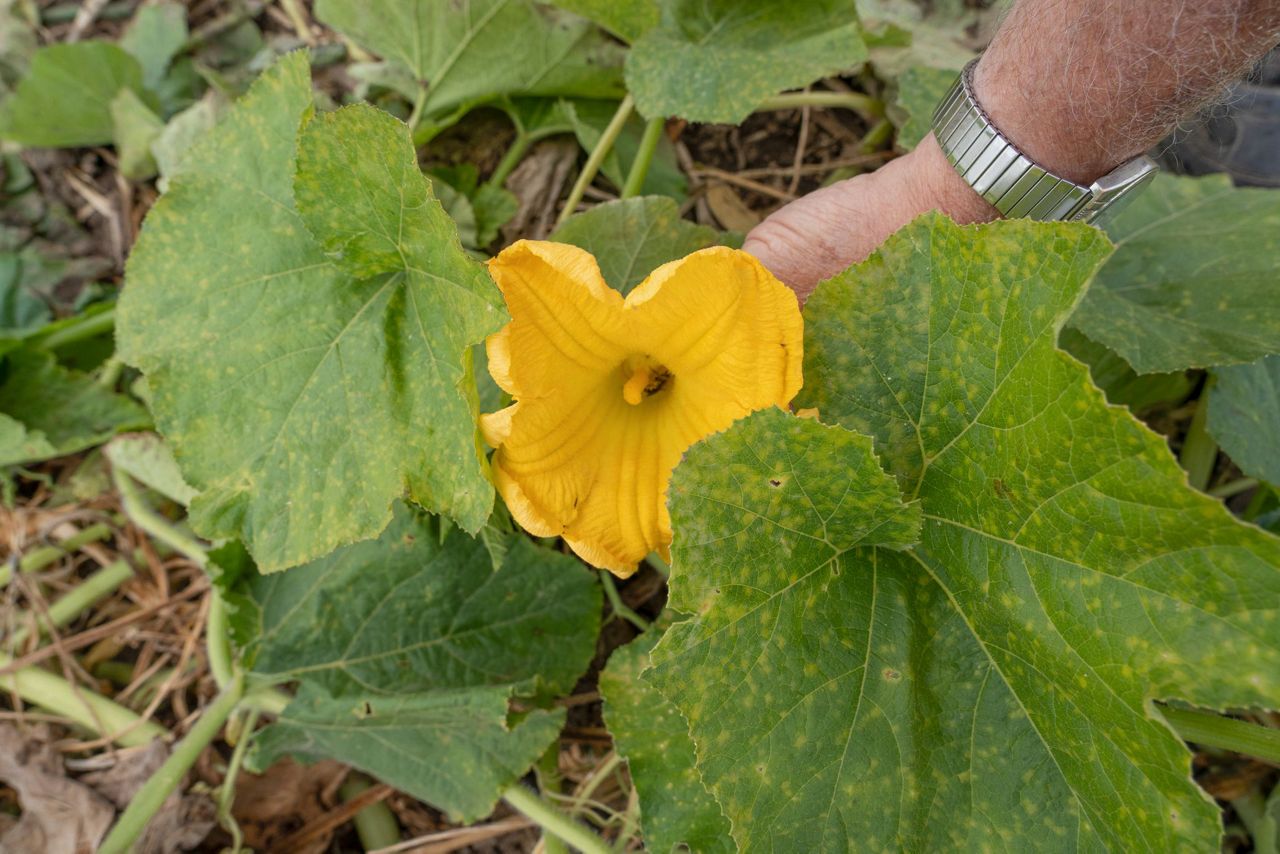 Pumpkin farms adapt to improve soil, lower emissions