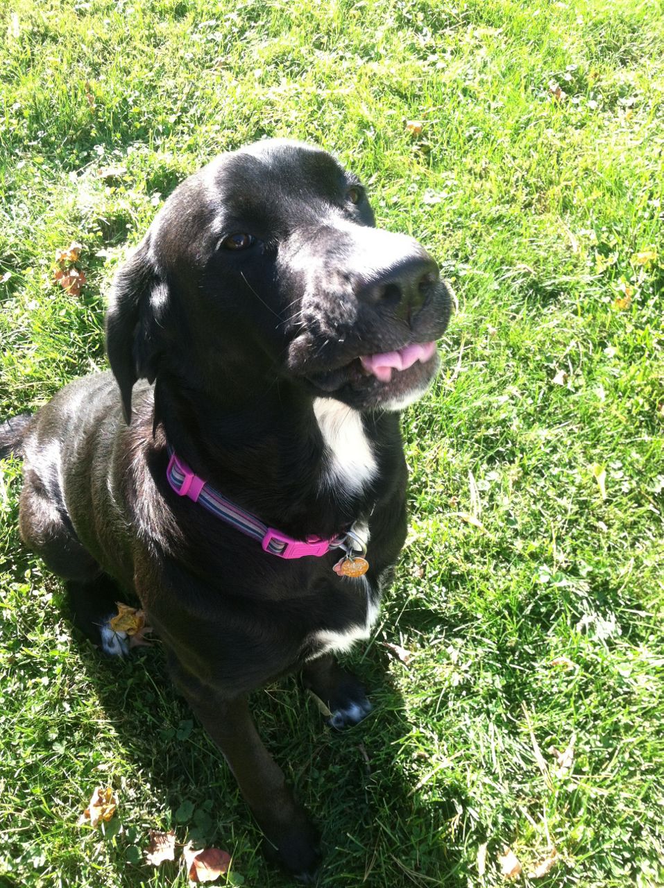 Getting a New Dog? 5 Things You Need to Know Before You Do