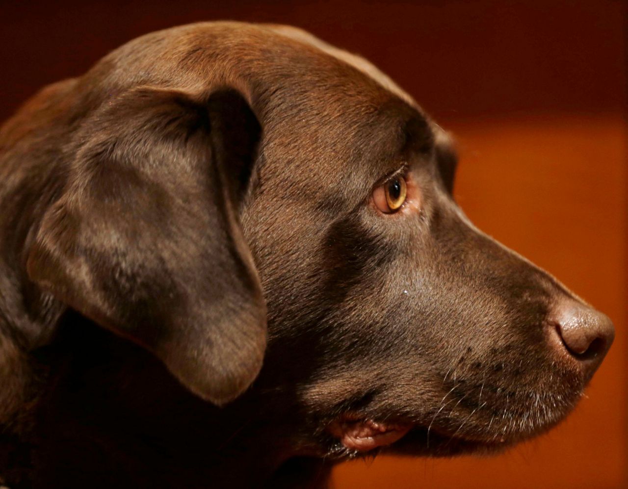 Scientists take a peek behind those sad puppy dog eyes
