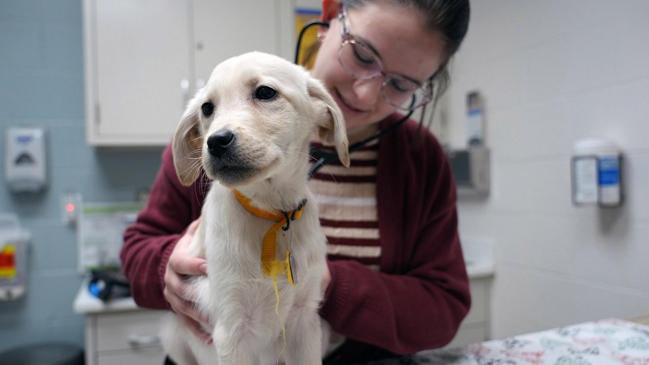 Humane Society worker Jessie Topeka checks the health of a three month old yellow lab puppy a day after being rescued in St. Louis on Wednesday, Jan. 10. The little puppy was part of a group of 97 mixed colored Labrador Retrievers rescued from a unlicensed breeder in Phelps County, Missouri, on Jan. 9. (Photo by Bill Greenblatt/UPI)