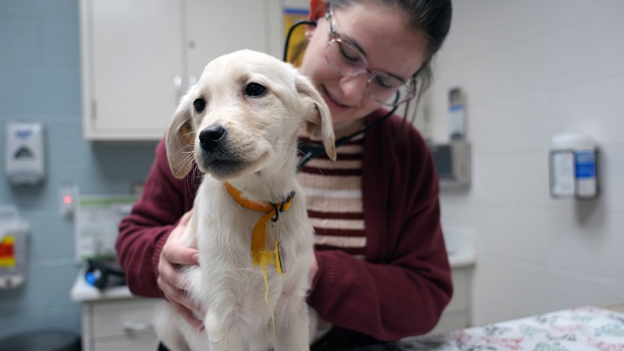 Yellow lab best sale puppies rescue