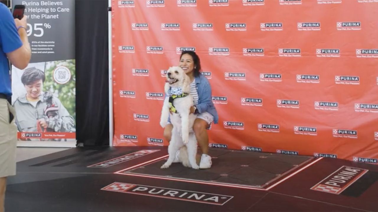 Pet owners and their furry friends can help Purina turn paw prints into renewable electricity Saturday at 7 p.m. during Westport Plaza’s CITY SC watch party. Purina is capturing electricity produced from thousands of pets and their owners through a walkway by using innovative technology. (Photo courtesy of Purina)