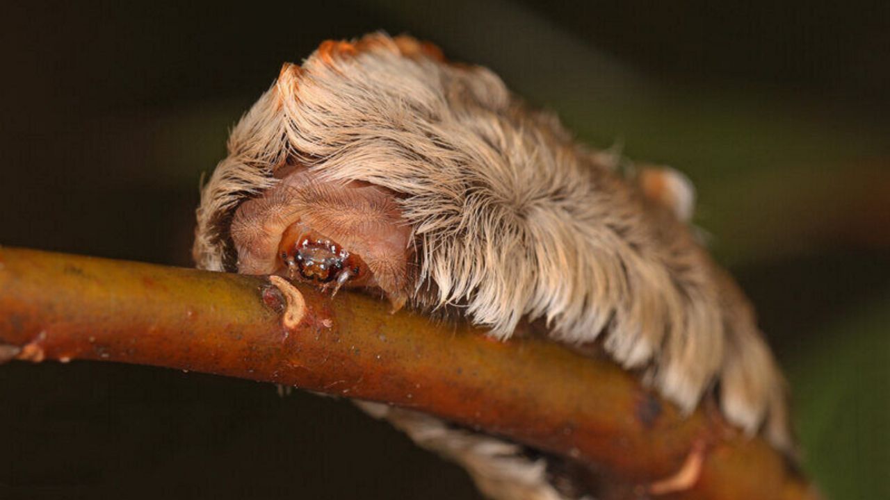 A close-up of a puss caterpillar. (Flickr/Judy Gallagher)