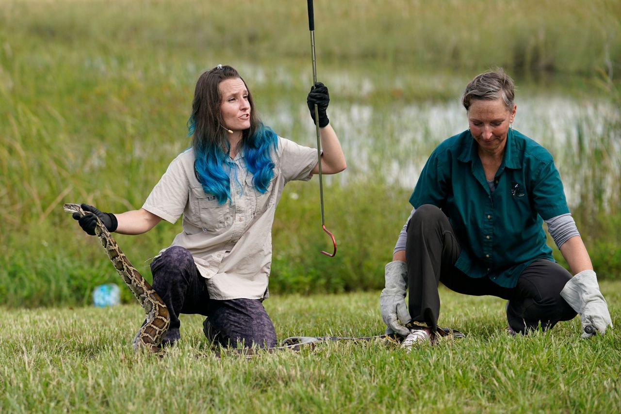 Burmese python hunt in Florida Everglades slated for August